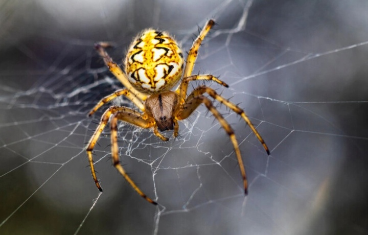 США заполонят крупные пауки из Азии
