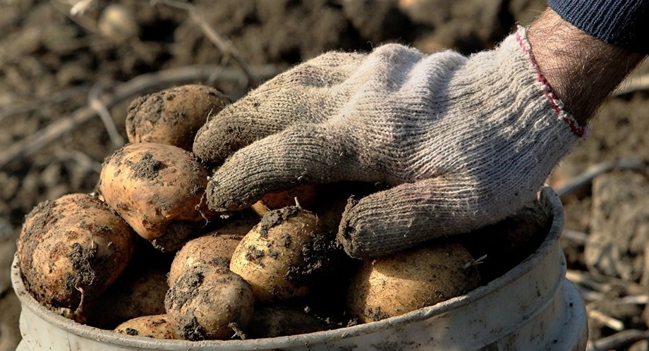 2019 йилги картошка ҳосили прогноз қилинди