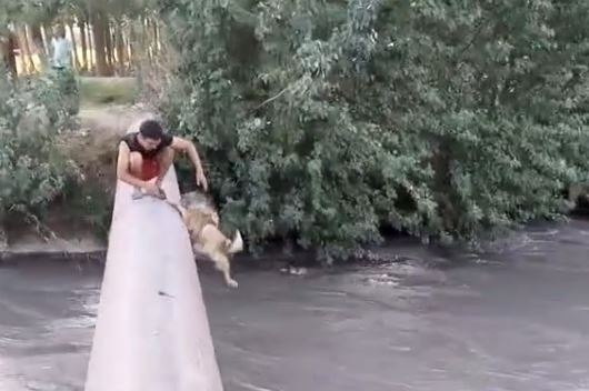 В Узбекистане тиктокер ради хайпа сбросил собаку в канал с сильным течением