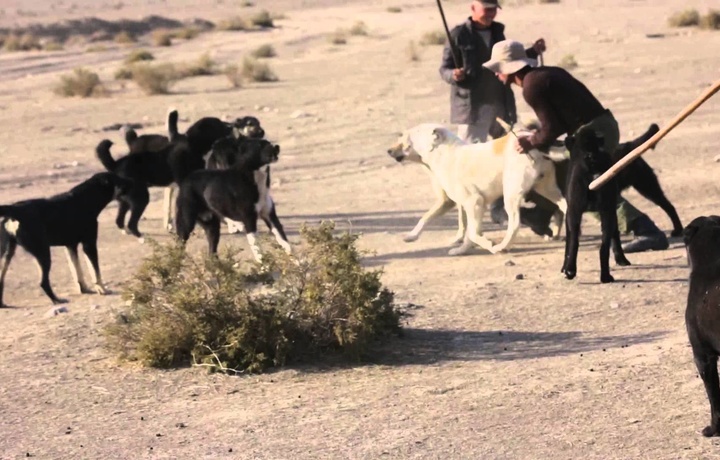 Видео схватки таджикских овчарок: почти 3 миллиона просмотров на YouTube (видео)