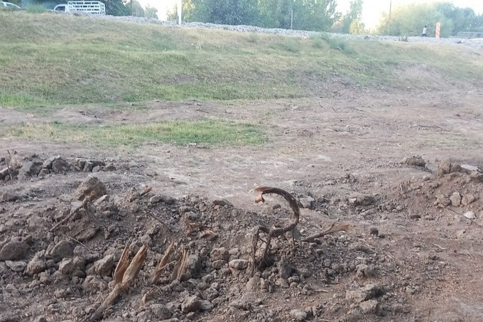 В Сурхандарье незаконно вырубили 61 ценное дерево