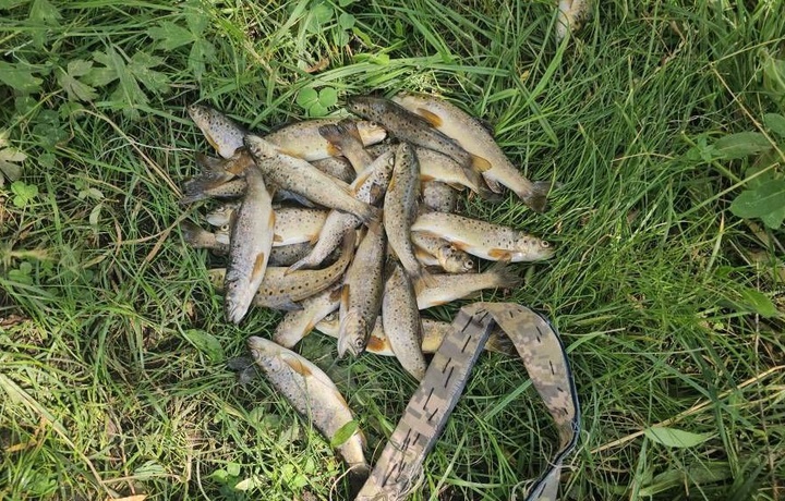 Браконьеры в Кашкадарьинской области нанесли ущерб при рыбалке на 133 млн сумов