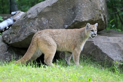 Kanadada 7 yoshli bolaga ikki puma hujum qildi