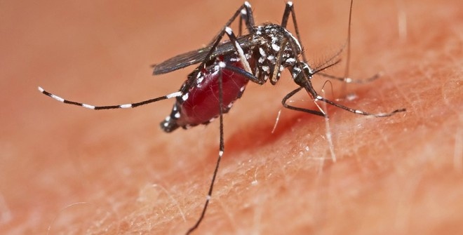 Учёные нашли эффективное средство против малярийных комаров