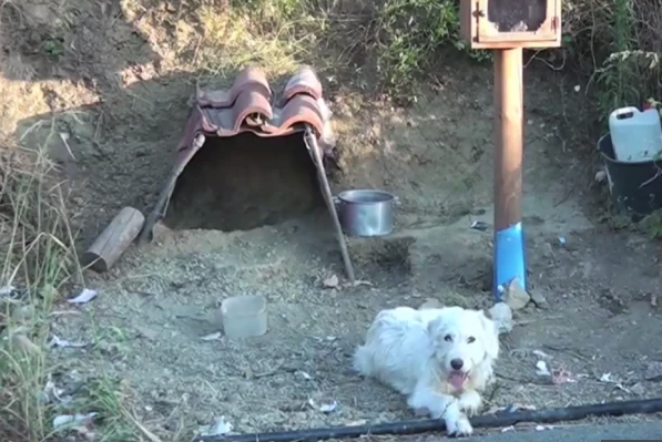 Gretsiyalik Xatiko xo‘jayinini 18 oydan beri kutyapti (video)