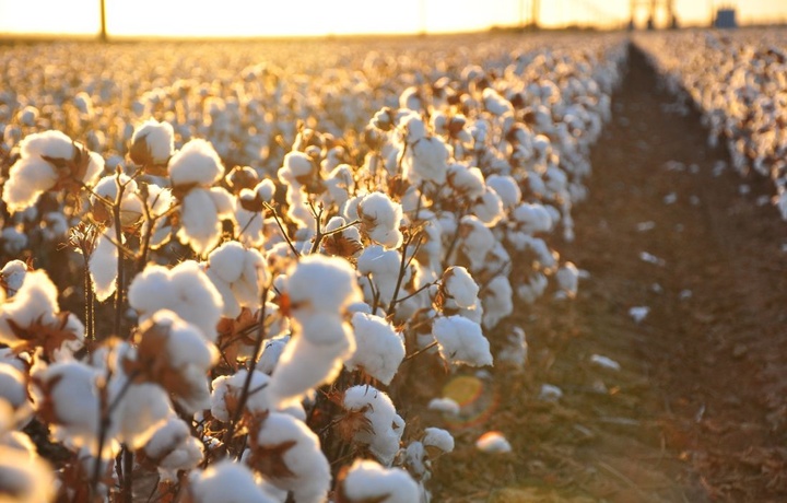 «Cotton Campaign»: O‘zbekiston paxtasiga qarshi boykot bekor qilinishi mumkin