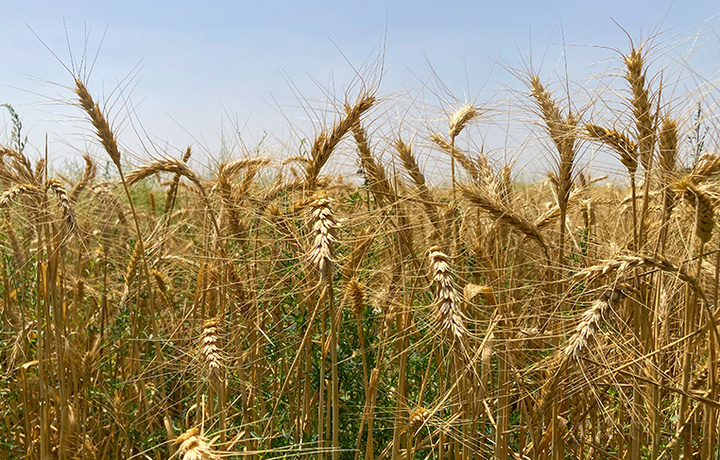 В Узбекистане впервые выращено 8 млн тонн зерна
