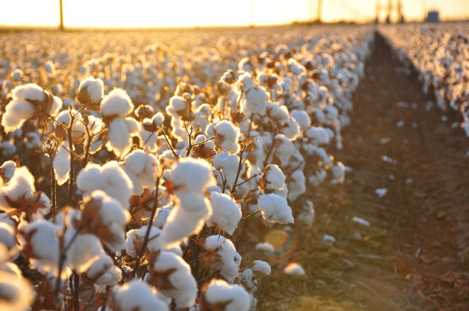 «Cotton Campaign»: Ўзбекистон пахтасига қарши бойкот бекор қилиниши мумкин