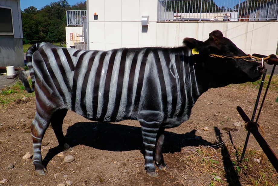 Yapon fermerlari sigirlarni «zebraga o‘xshatib» bo‘yashyapti. Nega?
