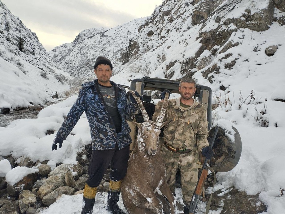 «Sibir tog‘ echkisini ovlashda qonunbuzilish aniqlanmadi» — Ekologiya boshqarmasi