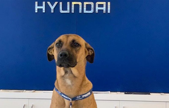 Бездомную собаку приняли на работу в автосалон Hyundai