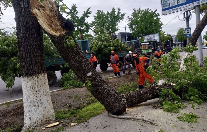 На уборку сломанных деревьев и веток в Ташкенте потребуется еще два дня — хокимият