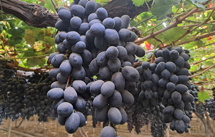 Узбекистан вдвое сократил экспорт винограда