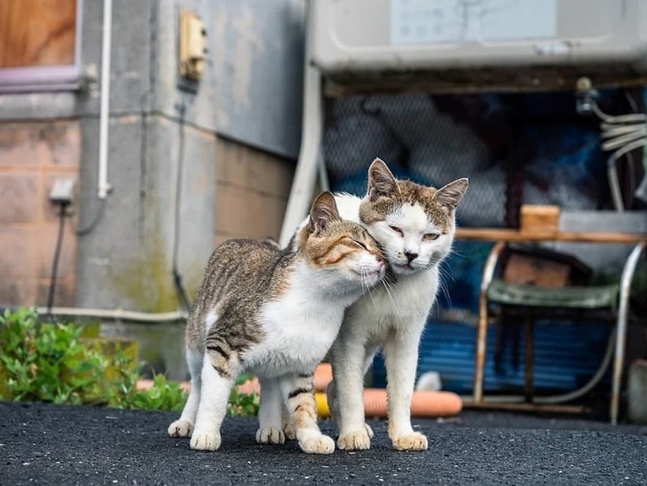Жители Японии просят спасти от тайфуна животных с «кошачьего острова»
