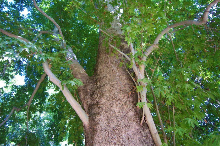 В Узбекистане проведут инвентаризацию деревьев в возрасте 100 лет и выше