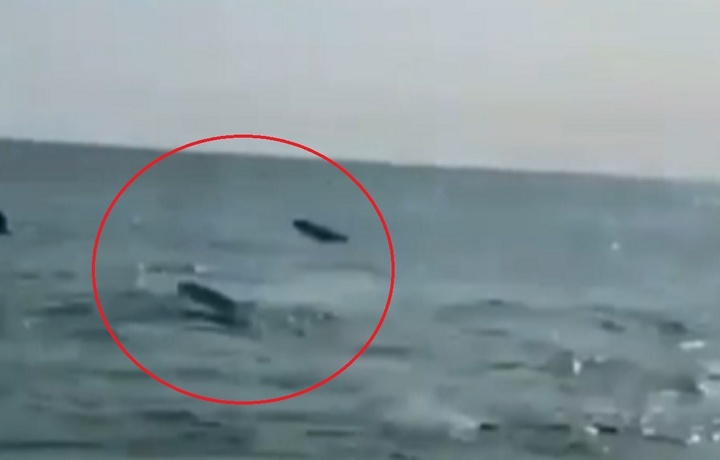 Локацию видео с дельфинами в Казнете приняли за побережье Алаколя