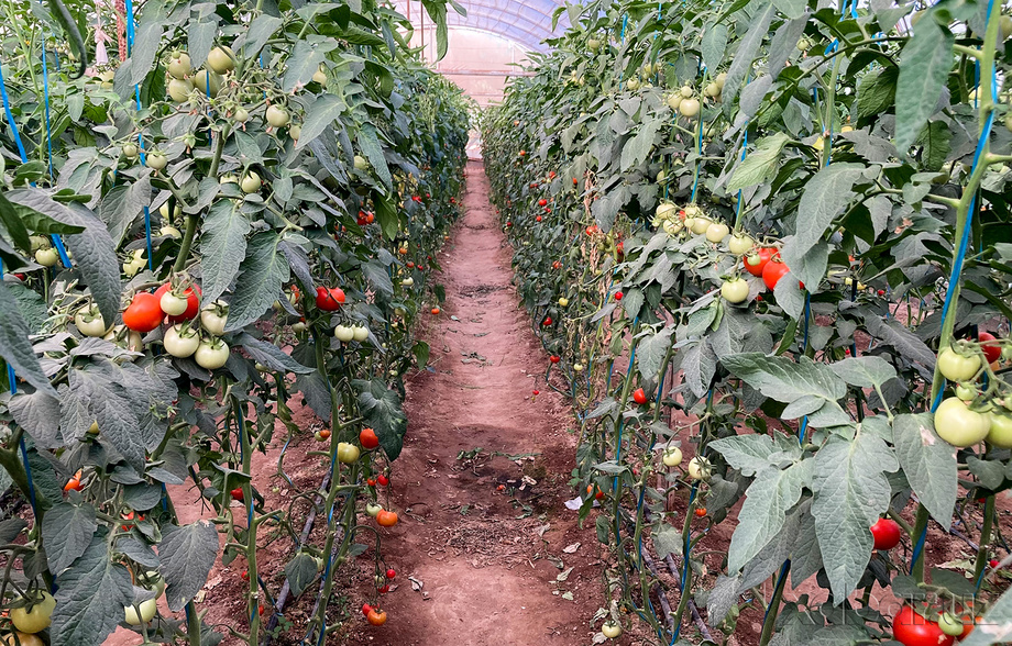 Туркменистан вытесняет Узбекистан с рынка тепличных помидоров – EastFruit