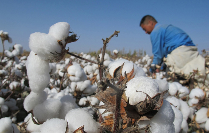 «Cotton Campaign» o‘zbek paxtasiga boykotni bekor qilmadi, ammo hamkorlikka tayyor