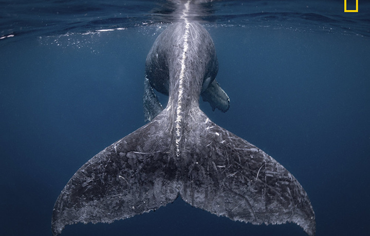 Хвост кита и приветы с Марса: National Geographic выбрал лучшие фото