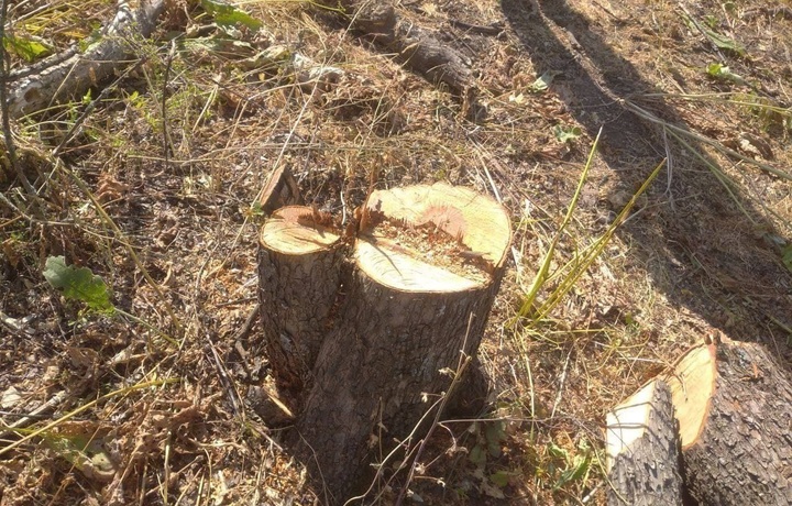 В курортной зоне Amirsoy вырубили около 700 деревьев