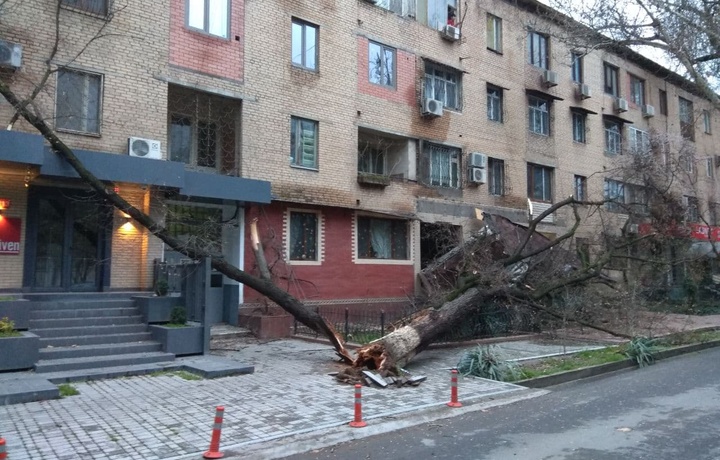 В МЧС рассказали, как защититься от сильного ветра