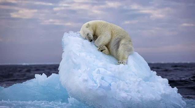 Айсбергнинг кичкина бўлаги устида ухлаётган айиқ тасвири қалбларни ларзага солди