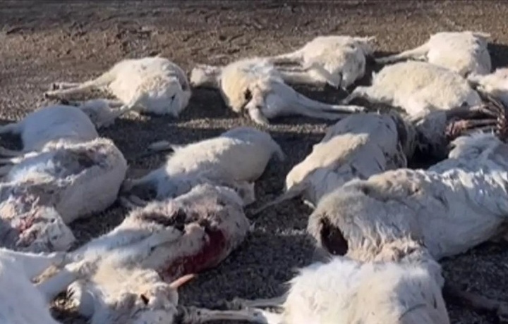 Свыше 20 тысяч туш сайгаков обнаружили в семи областях Казахстана