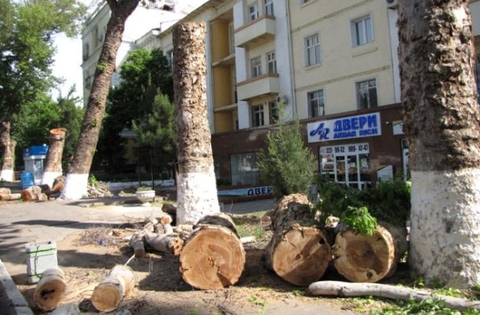 Toshkentda daraxtlar kesilishi yuzasidan tekshiruvlar o‘tkaziladi