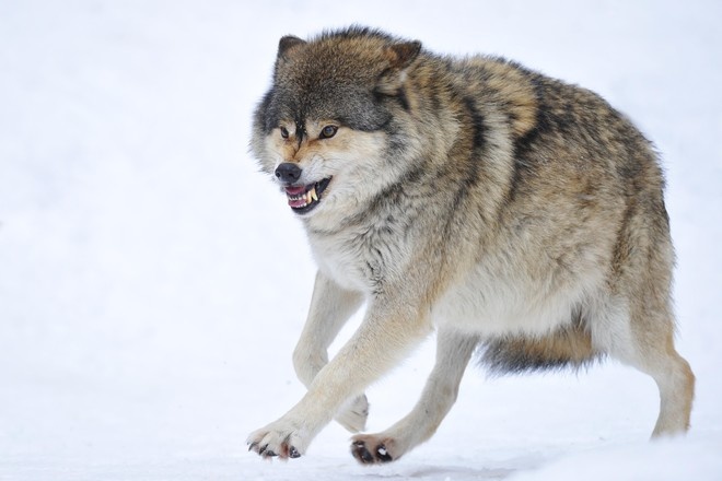 Казах в Китае голыми руками убил волка