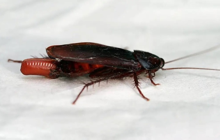 Новый вид крупных тараканов обнаружили в Финляндии