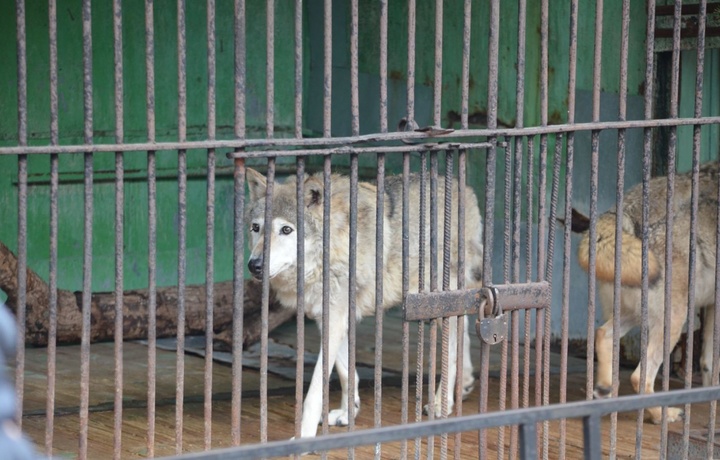 Ўзбекистонда сақланиши тақиқланган ёввойи ҳайвонлар рўйхати тузилади