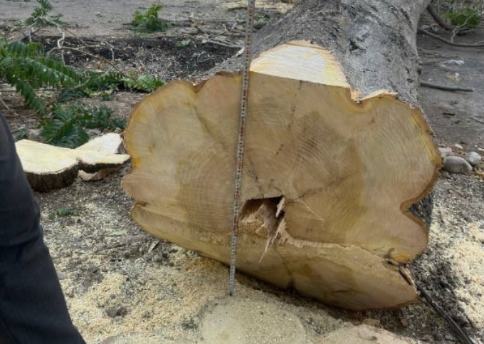 В Узбекистане ужесточаются наказания за незаконную вырубку деревьев
