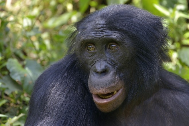 Биологи нашли у шимпанзе зачатки речи