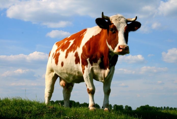 Установлен порядок страхования скота